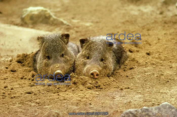 : Arizonia Collared Peccary - in bed : Arizonia Collared Peccary - in bed