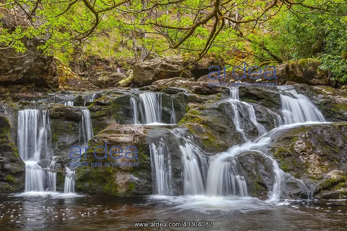 : Arklet Falls - Arklet Burn at Inversnaid flows from : Arklet Falls - Arklet Burn at Inversnaid flows from