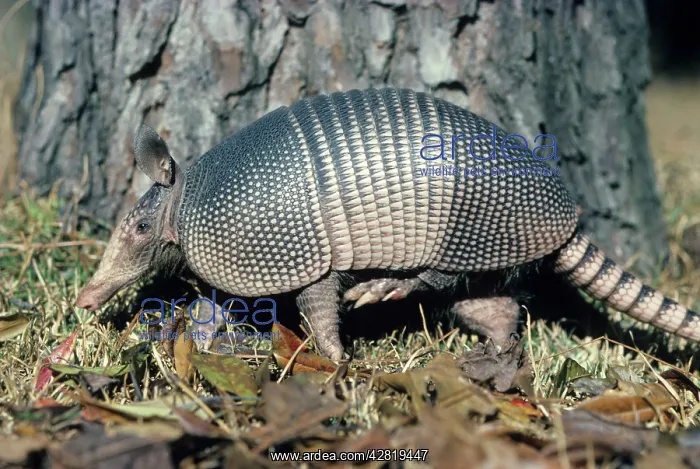 : Armadillo (Dasypus novemcinctus). Louisiana, USA : Armadillo (Dasypus novemcinctus). Louisiana, USA