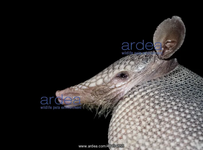 : Armadillo nine banded (Dasypus novemcinctus), Central : Armadillo nine banded (Dasypus novemcinctus), Central