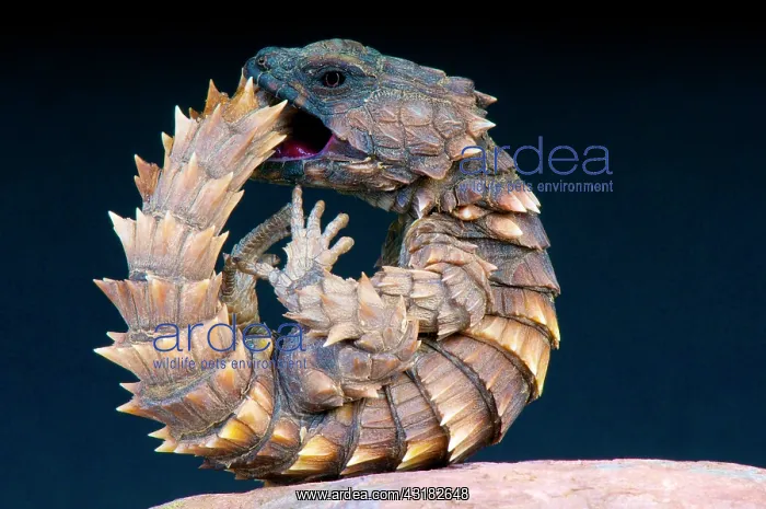 : Armadillo girdled lizard (Cordylus cataphractus) : Armadillo girdled lizard (Cordylus cataphractus)