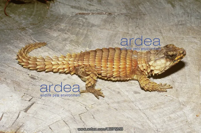 : Armadillo Lizard : Armadillo Lizard