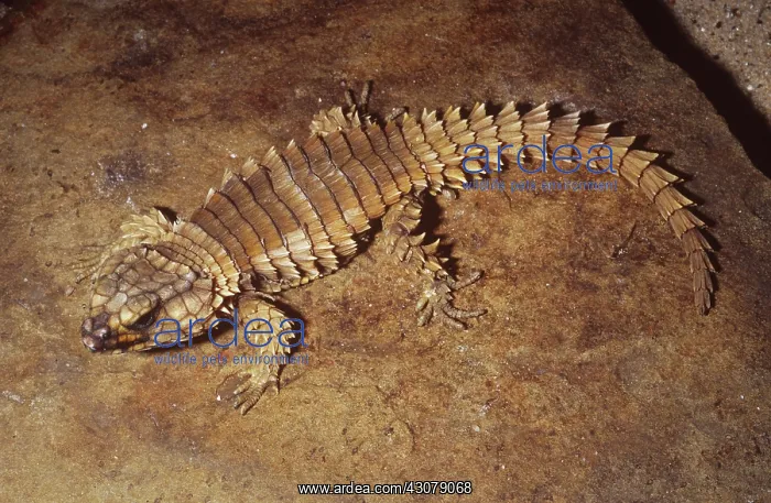 : Armadillo Lizard : Armadillo Lizard