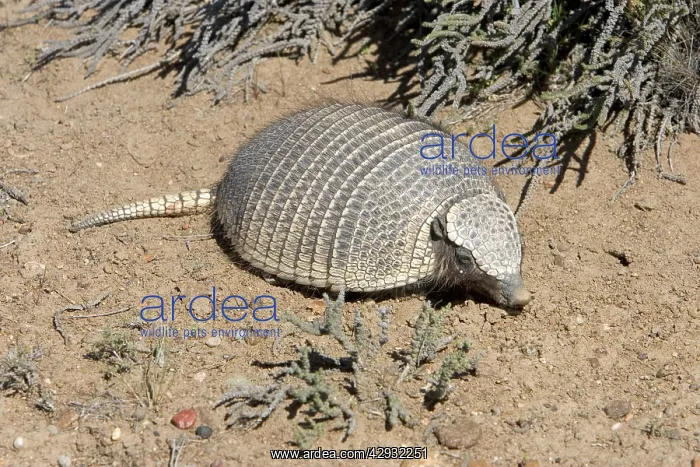 : Armadillo / Pichi : Armadillo / Pichi