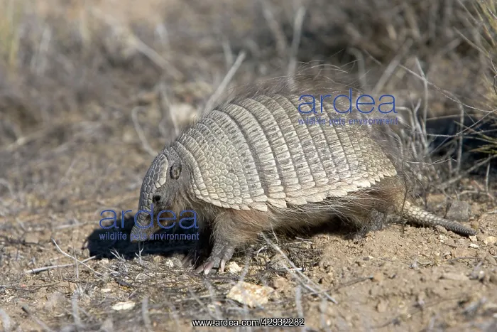 : Armadillo / Pichi : Armadillo / Pichi