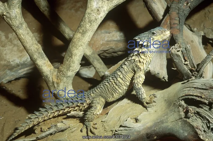 : Armadillo Sungazer Lizard : Armadillo Sungazer Lizard