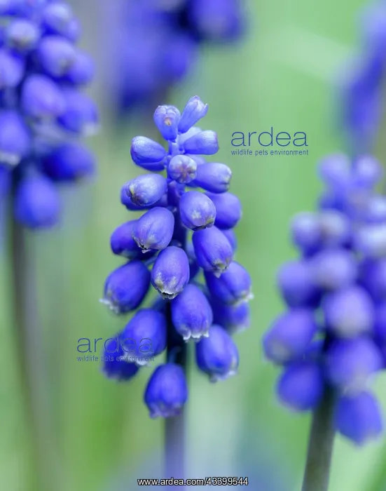 : Armenian grape hyacinth. Germany : Armenian grape hyacinth. Germany