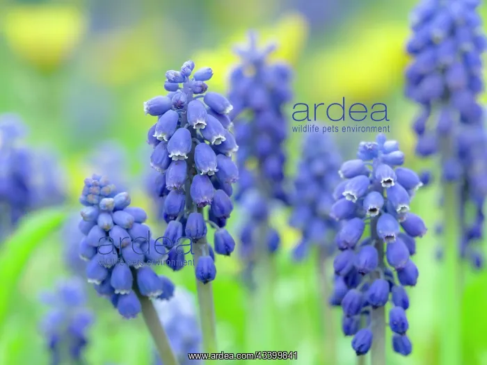 : Armenian grape hyacinth. Germany : Armenian grape hyacinth. Germany