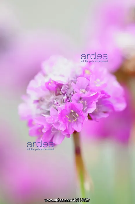 : Armeria maritima Dusseldorfer Stolz, Thrift, Pink, Perenni : Armeria maritima Dusseldorfer Stolz, Thrift, Pink, Perenni