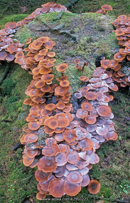 : Armillaria ostoyae Fungi : Armillaria ostoyae Fungi