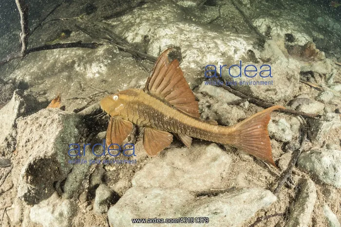 : Armored catfish, Loricariidae family, Formoso River : Armored catfish, Loricariidae family, Formoso River