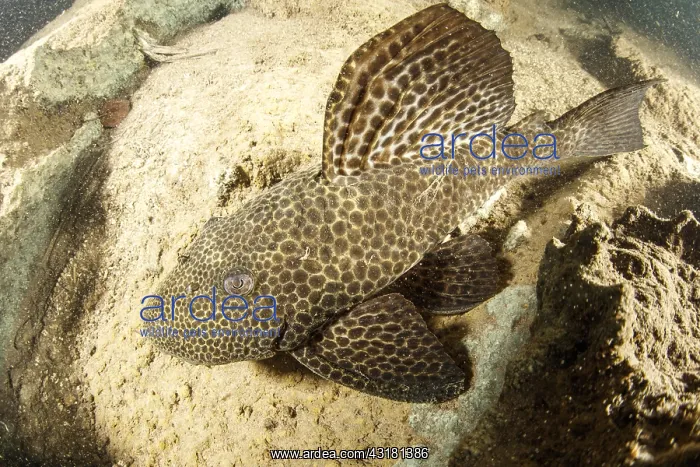 : Armored catfish, Loricariidae family, Formoso River : Armored catfish, Loricariidae family, Formoso River