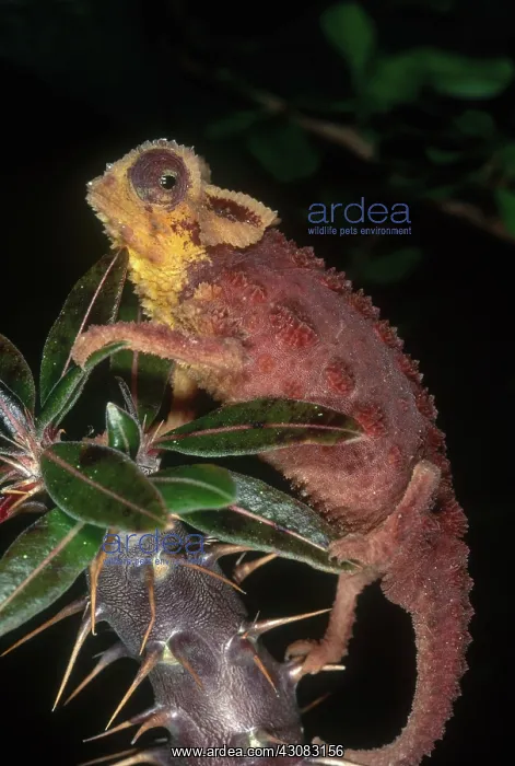 : Armored Chameleon : Armored Chameleon