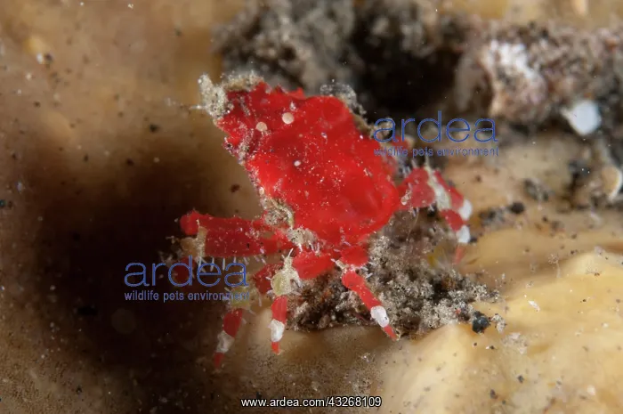 : Armored Purse Crab - on coral during night dive : Armored Purse Crab - on coral during night dive