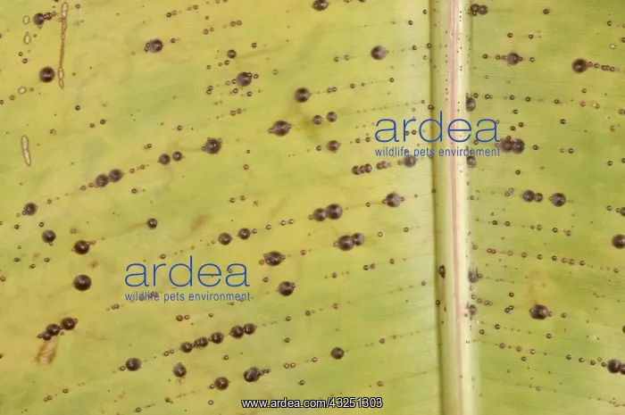 : Armored scale on banana : Armored scale on banana