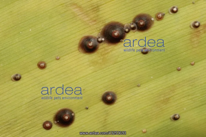 : Armored scale on banana : Armored scale on banana