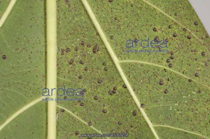 : Armored scale on ficus : Armored scale on ficus