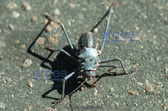 : Armoured Bush Cricket - on tarmac - Kruger National : Armoured Bush Cricket - on tarmac - Kruger National