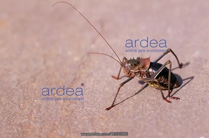 : Armoured Ground CRICKET : Armoured Ground CRICKET