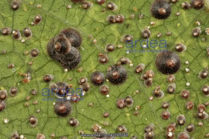 : Armoured scale on ficus : Armoured scale on ficus