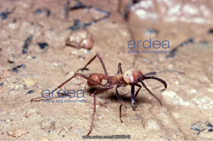 : ARMY ANT - Soldier caste : ARMY ANT - Soldier caste