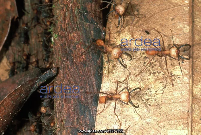 : Army Ant Soldiers : Army Ant Soldiers