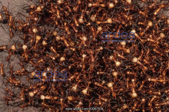 : Army Ants. Army ants in the Tambopata River Region of the Peruvian Amazon : Army Ants. Army ants in the Tambopata River Region of the Peruvian Amazon