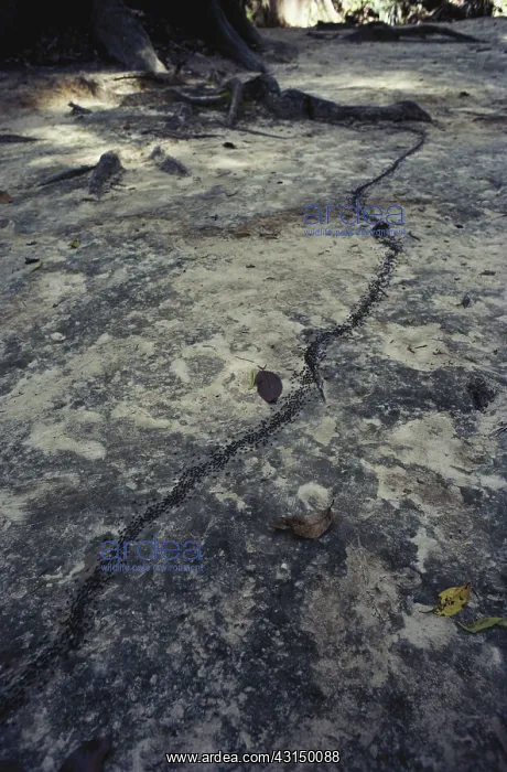  : Army Ants. Column of army ants on the rainforest floor in Sepilok, Malaysian Borneo