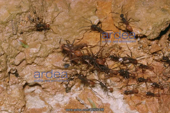 : Army Ants - Carrying booty & young (White) : Army Ants - Carrying booty & young (White)