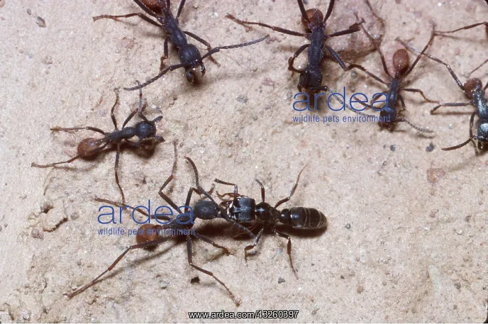 : ARMY ANTS - dealing with intruder : ARMY ANTS - dealing with intruder