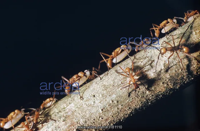 : Army Ants (Eciton hamatum) : Army Ants (Eciton hamatum)