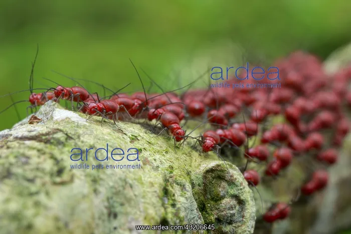 : Army of bark lice nymphs (Psocidae) : Army of bark lice nymphs (Psocidae)