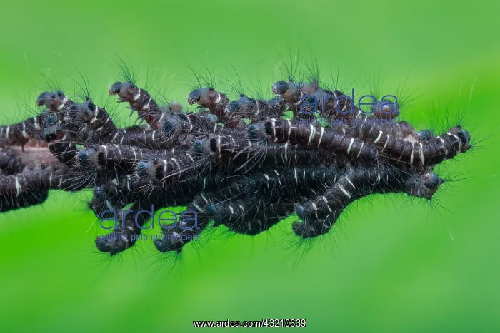 : An army of caterpillars on a dead branch : An army of caterpillars on a dead branch