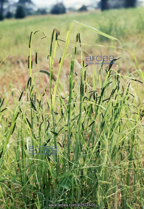: Armyworm - pest of graminaceous crops : Armyworm - pest of graminaceous crops