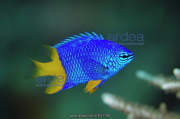  : Arnaz's Damselfish