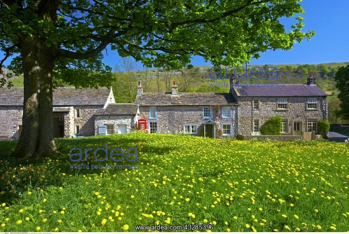 : Arncliffe village green in springtime, Littondale : Arncliffe village green in springtime, Littondale
