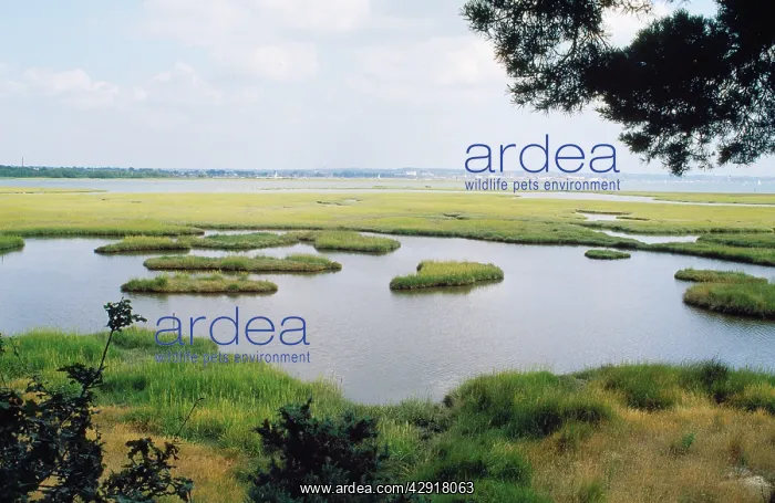 : Arne Nature Reserve (RSPB) : Arne Nature Reserve (RSPB)