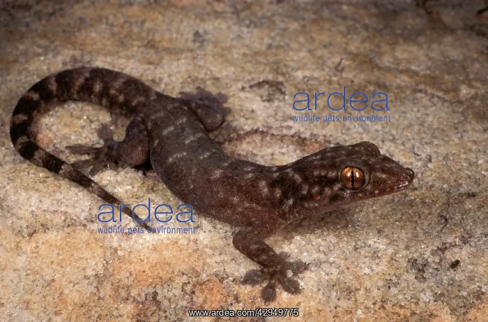 : Arnhemland watercourse (PamelaIs) dtella : Arnhemland watercourse (PamelaIs) dtella