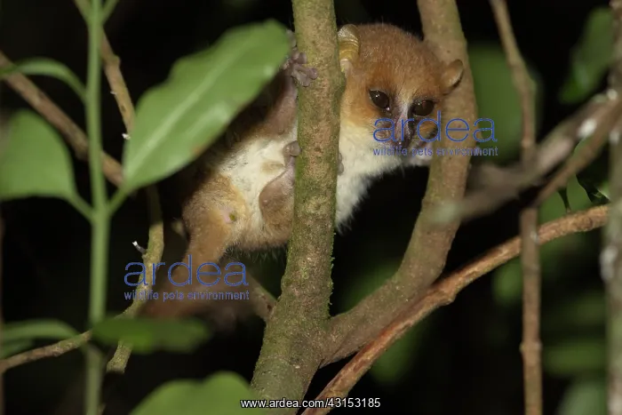 : Arnhold's Mouse Lemur (Microcebus arnholdi) active in tree t : Arnhold's Mouse Lemur (Microcebus arnholdi) active in tree t