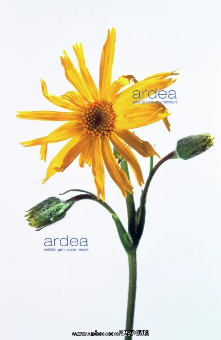 : Arnica, Arnica montana : Arnica, Arnica montana