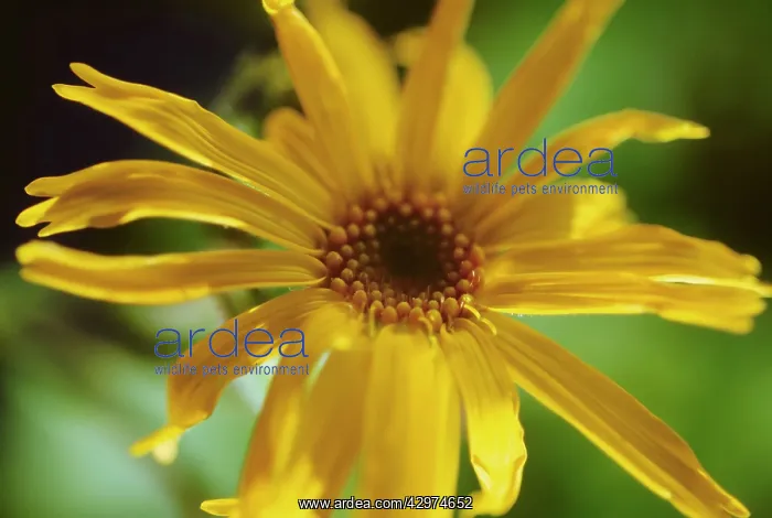 : Arnica, Arnica montana : Arnica, Arnica montana