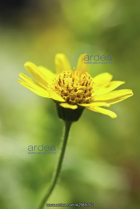 : Arnica, Arnica montana : Arnica, Arnica montana