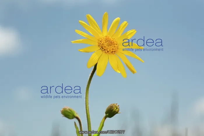 : Arnica, Arnica montana : Arnica, Arnica montana