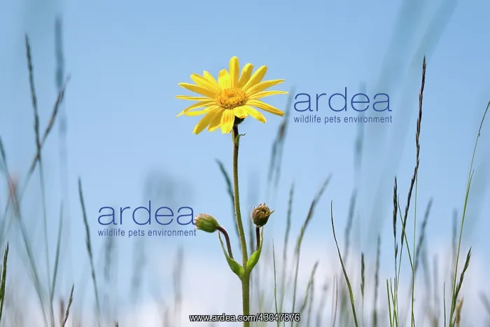 : Arnica, Arnica montana : Arnica, Arnica montana