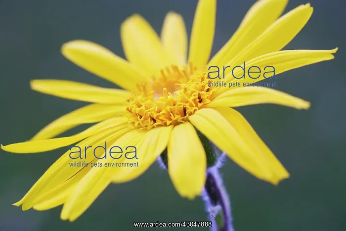 : Arnica, Arnica montana : Arnica, Arnica montana