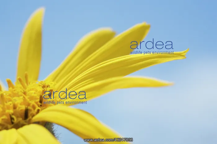 : Arnica, Arnica montana : Arnica, Arnica montana