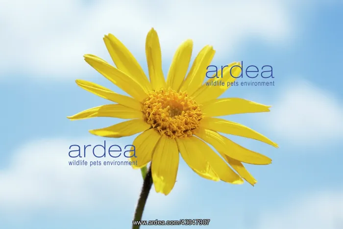 : Arnica, Arnica montana : Arnica, Arnica montana