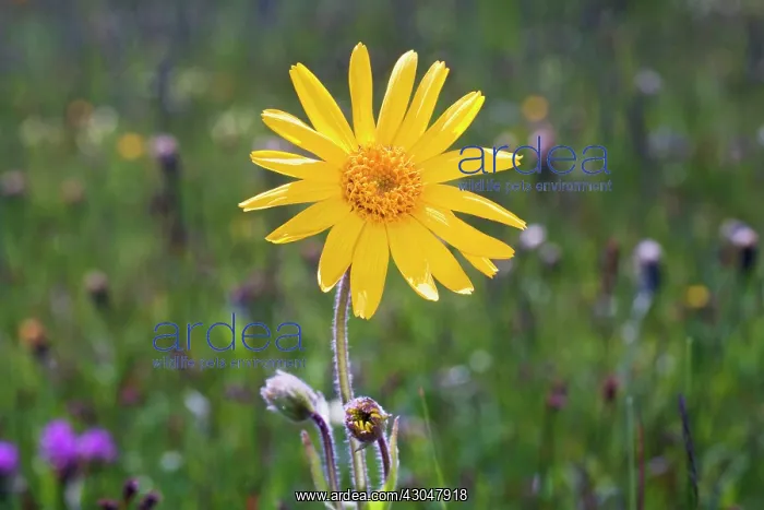 : Arnica, Arnica montana : Arnica, Arnica montana
