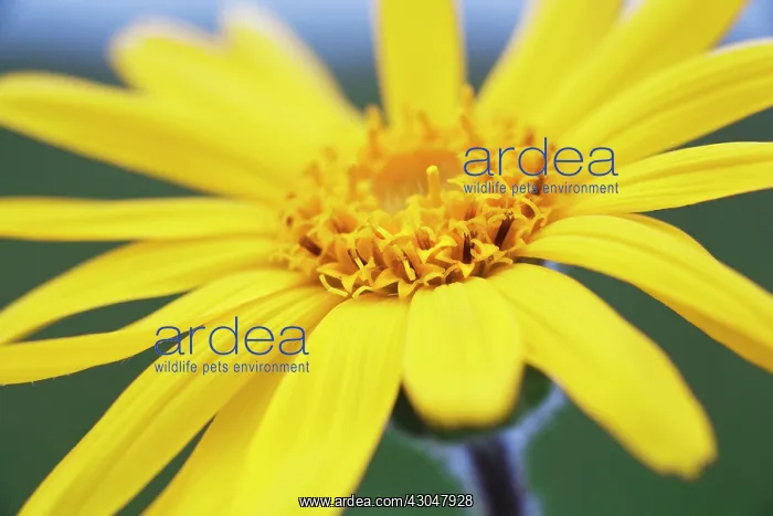 : Arnica, Arnica montana : Arnica, Arnica montana