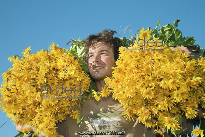 : Arnica, Arnica montana : Arnica, Arnica montana